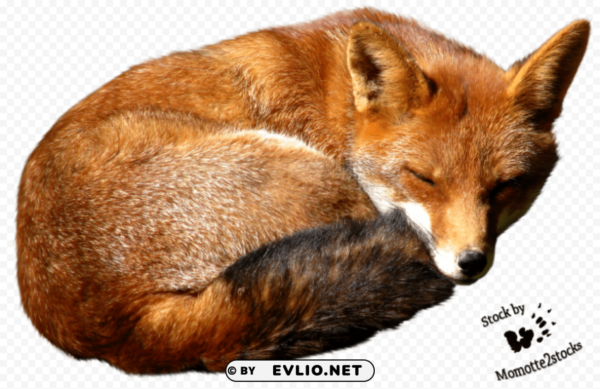 fox Isolated Character on Transparent PNG png images background - Image ID f8701637