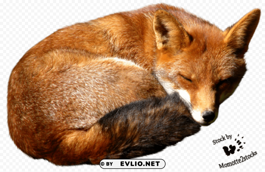 Fox Isolated Character On Transparent PNG