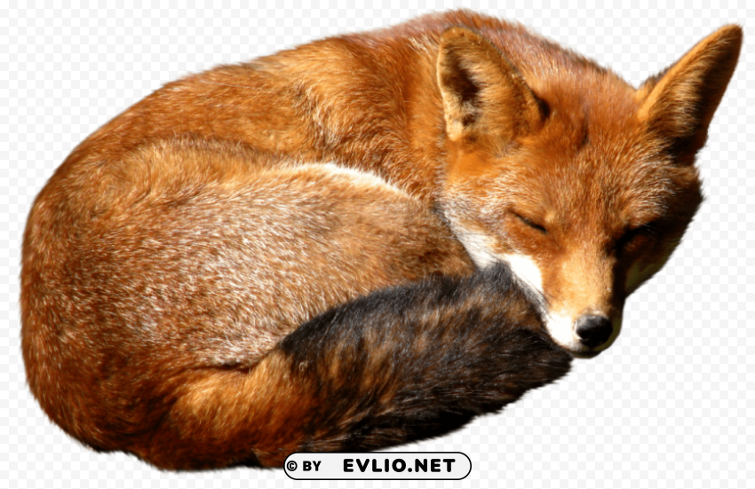 Fox Isolated Character With Clear Background PNG