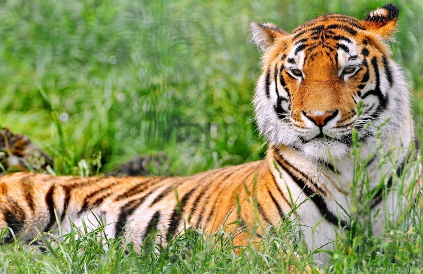 grass lying predator tiger wallpaper Isolated Design Element in Clear Transparent PNG