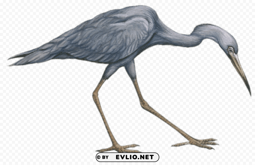 little blue heron drawing Isolated Design on Clear Transparent PNG