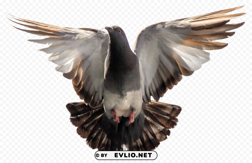 Pigeon PNG pictures without background