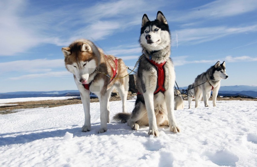 alaska couple dogs husky snow wallpaper PNG for online use