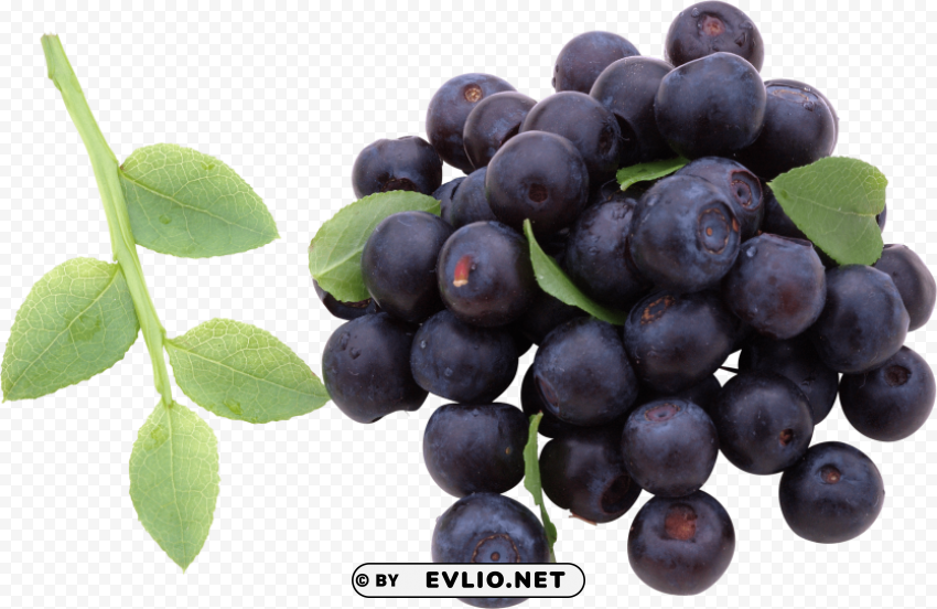 blueberries Free download PNG with alpha channel extensive images