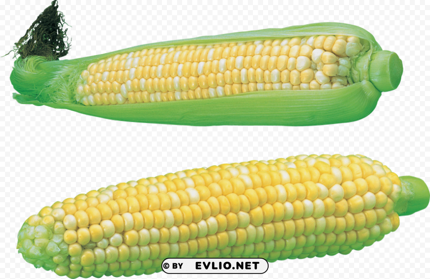 corn Transparent PNG Isolated Item