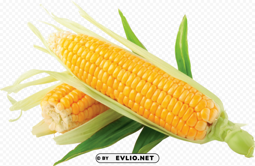 corn Clear pics PNG