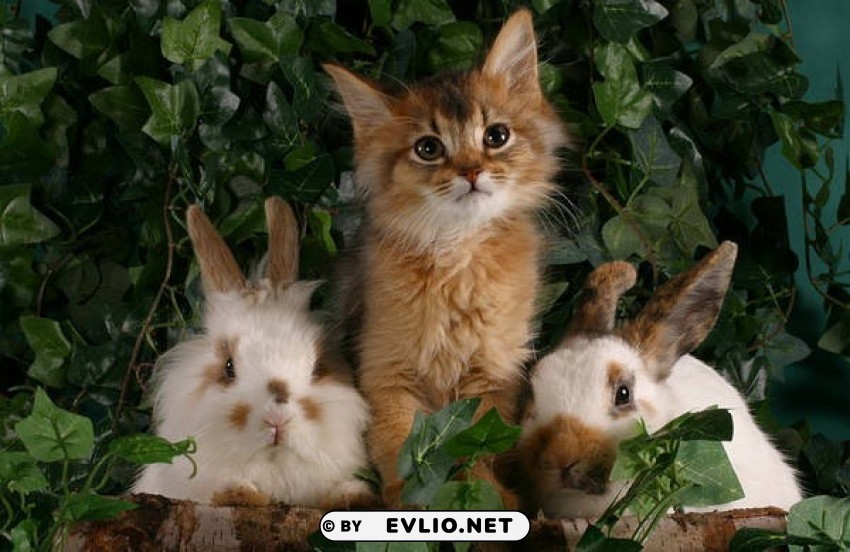 cute kitty and two bunnies PNG images with no limitations