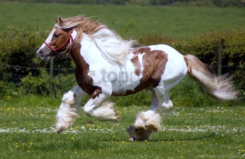 grass horse horse racing mane race wallpaper Transparent Background Isolation in HighQuality PNG