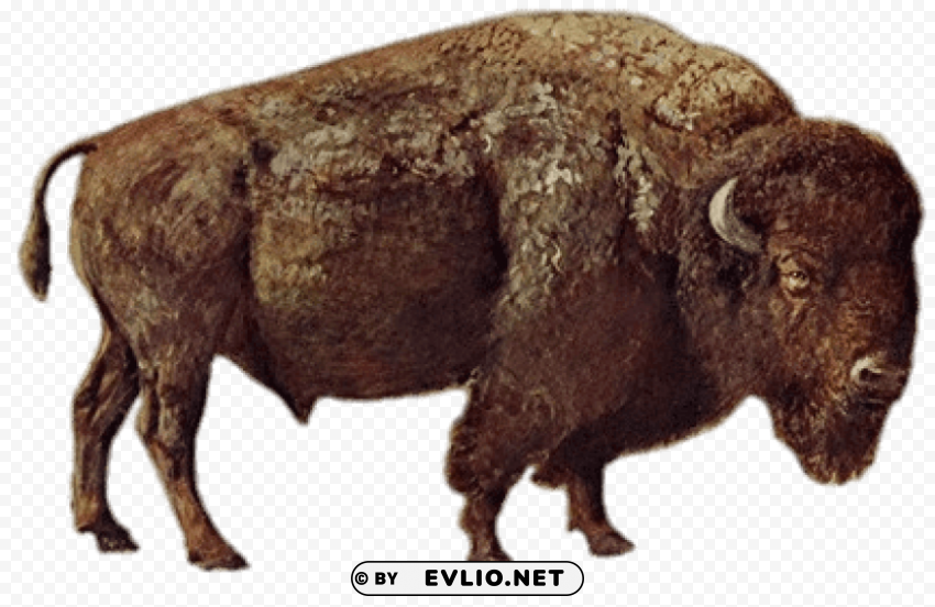 large bison PNG format