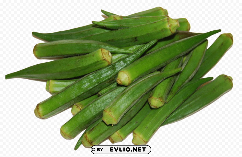 okra PNG for educational projects