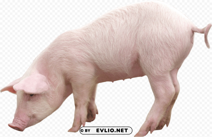 pink pig PNG Image with Transparent Isolated Graphic Element
