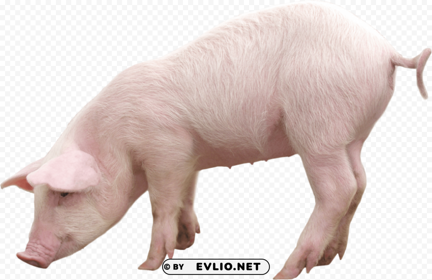 Pink Pig PNG Image With Transparent Isolated Graphic Element