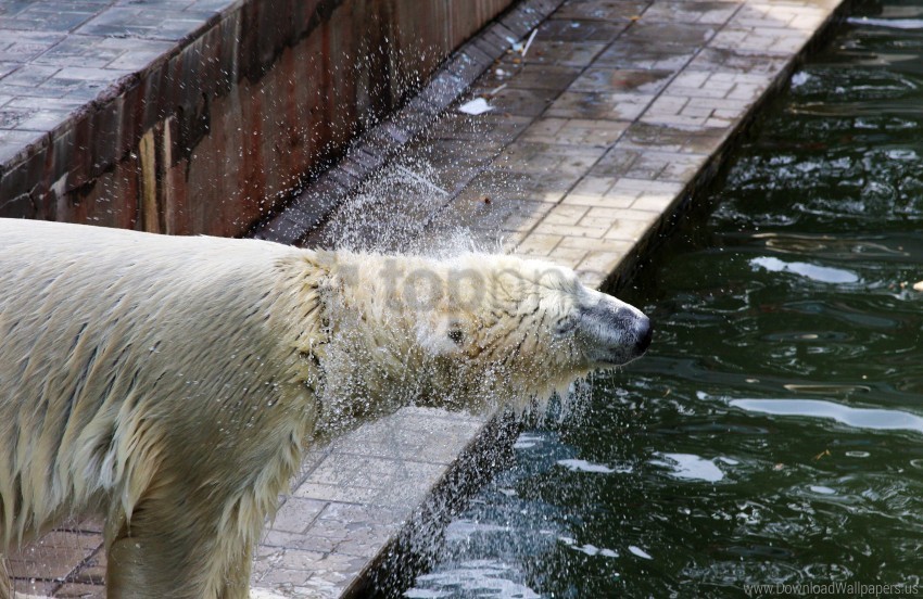 polar bear spray water wallpaper HighQuality Transparent PNG Isolated Graphic Element