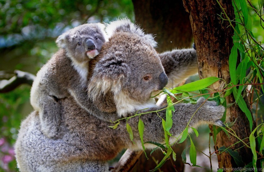 Baby Eucalyptus Koala Tree Wallpaper Isolated Icon In HighQuality Transparent PNG