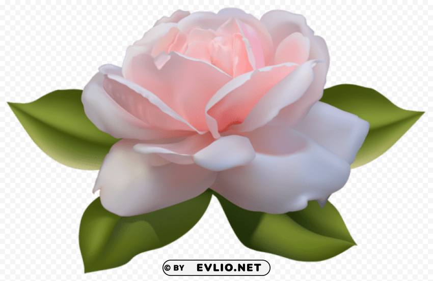 beautiful pink rose with leaves PNG transparent images bulk