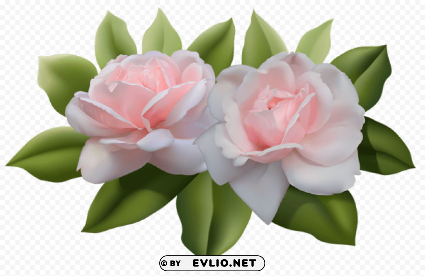 beautiful pink roses PNG transparent photos extensive collection