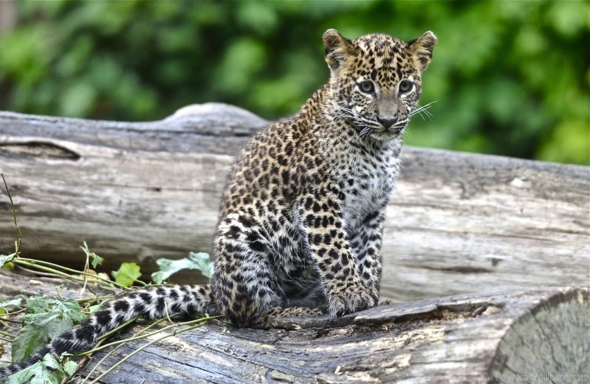 big cat cub leopard look wallpaper Isolated Subject with Clear PNG Background