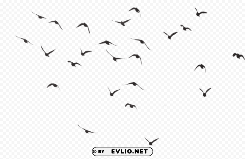 Bird Silhouette Group PNG Images With Transparent Layering