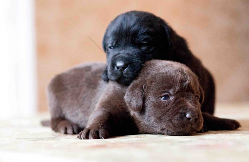 couple dogs labrador puppies retriever wallpaper Free PNG images with alpha channel