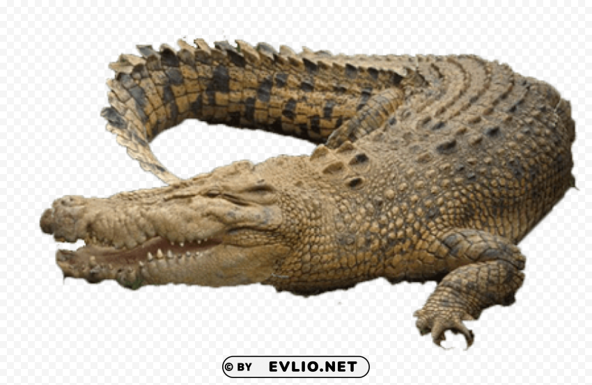 crocodile Isolated Graphic Element in HighResolution PNG