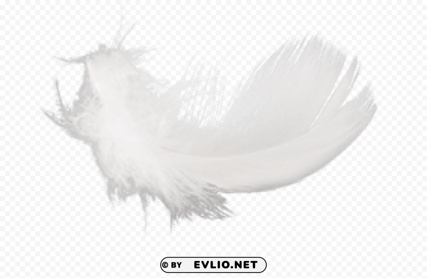 feather PNG with no cost