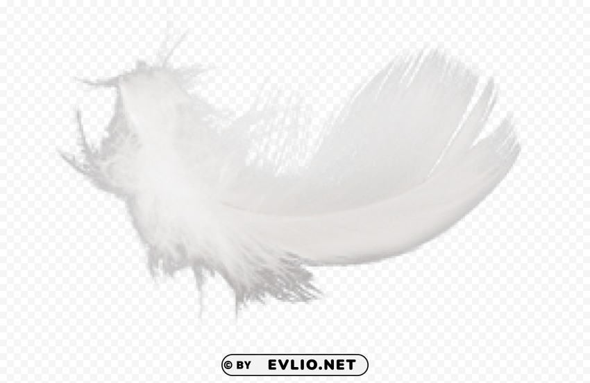 Feather Transparent Background Isolated PNG Illustration