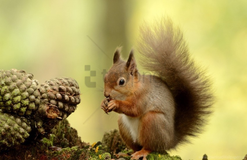 furry squirrel tail tree wallpaper Transparent PNG images extensive gallery