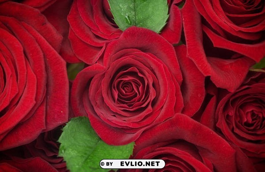 beautiful red roses Isolated Illustration in HighQuality Transparent PNG
