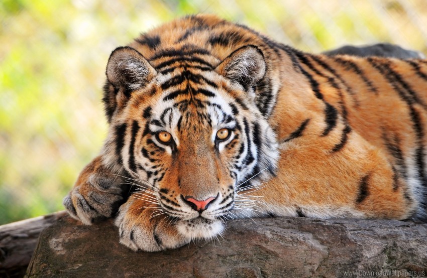 big cats lying predator stone tiger wallpaper Transparent Background Isolated PNG Character