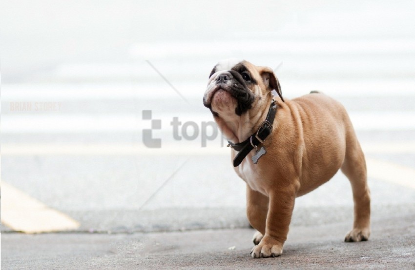 bulldog dog dog collar muzzle wallpaper Free PNG images with alpha channel
