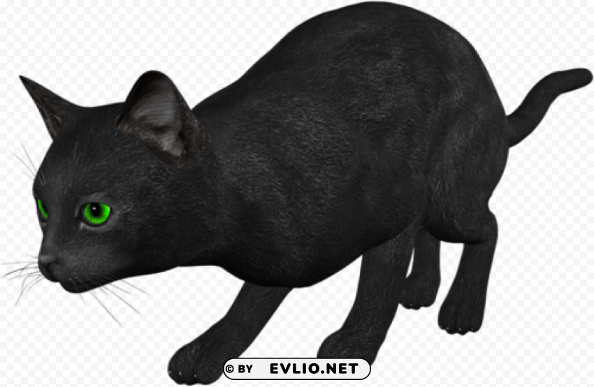 cat PNG file without watermark