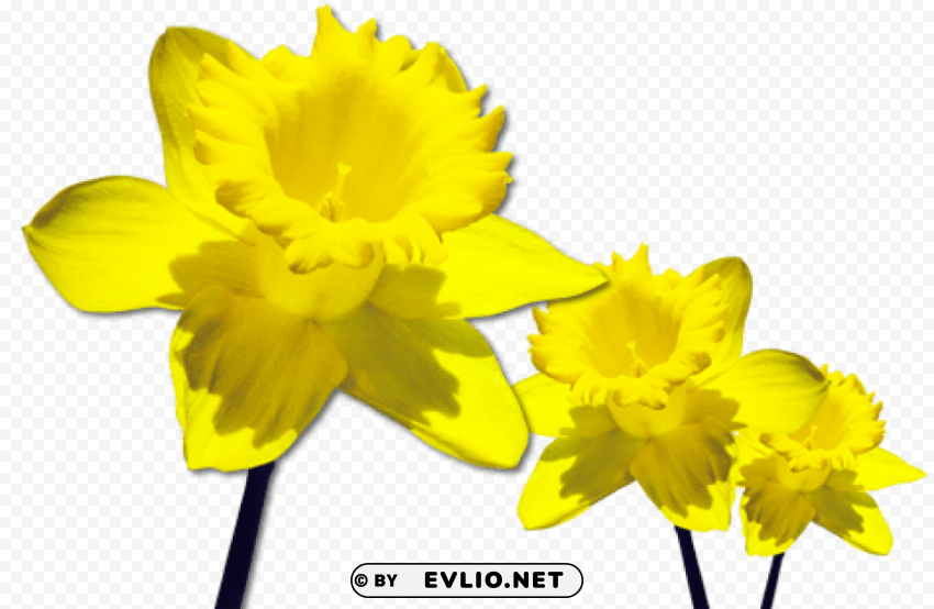 daffodils free download PNG file without watermark