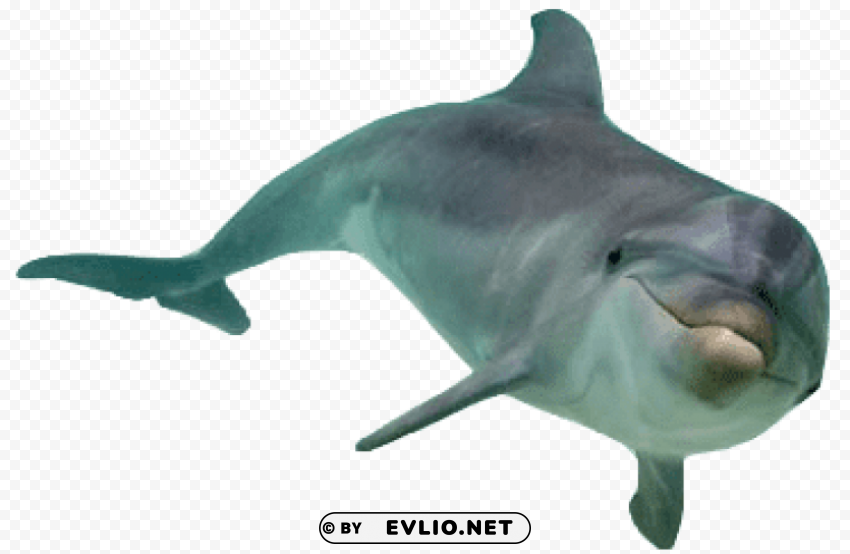 dolphin front view Isolated Graphic Element in HighResolution PNG png images background - Image ID 0302f27d