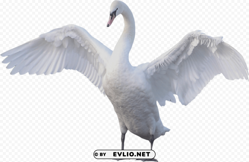 goose HighQuality PNG with Transparent Isolation