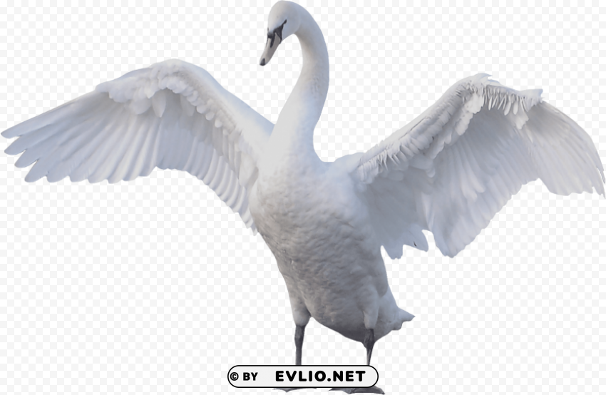 goose photo CleanCut Background Isolated PNG Graphic