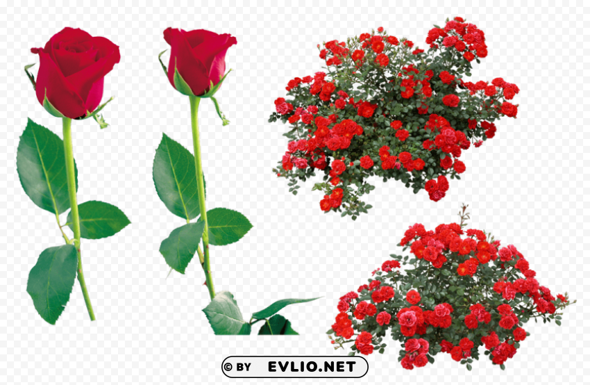 red rose Images in PNG format with transparency