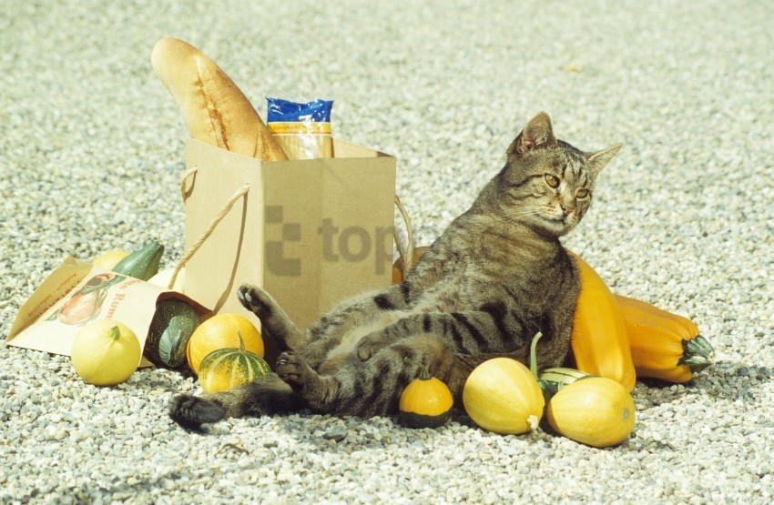 bag cat fruit funny sitting wallpaper PNG graphics with clear alpha channel broad selection