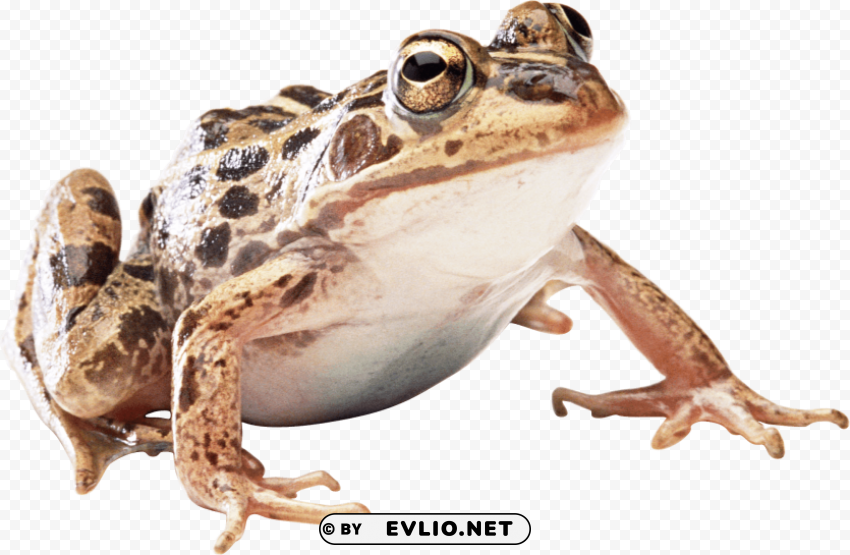 Brown Frog PNG Graphics For Presentations