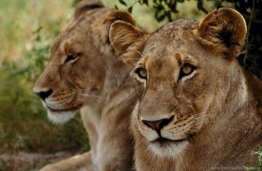 couple lions muzzle predator wallpaper HighQuality Transparent PNG Element