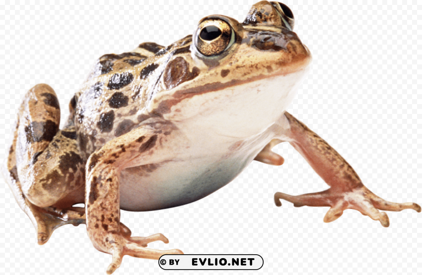 frog Isolated Object in Transparent PNG Format