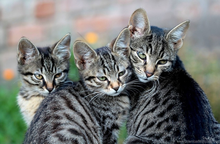 cat kittens look wallpaper Transparent Background Isolation in HighQuality PNG