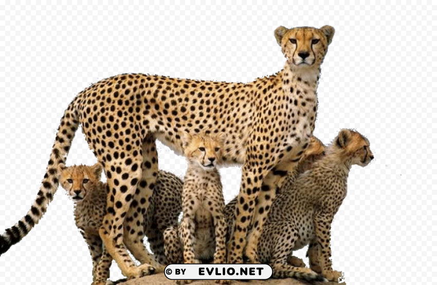cheetah PNG files with transparent elements wide collection