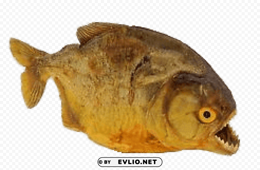 dried piranha PNG images with clear cutout