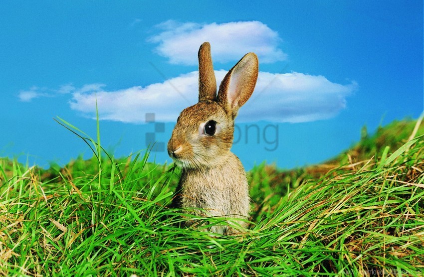 ears grass rabbit sky wallpaper Isolated Subject with Clear PNG Background