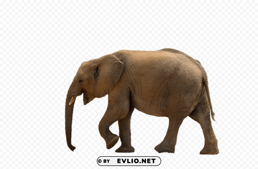 Elephant PNG Photo Without Watermark