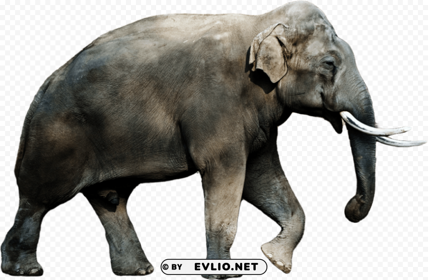 elephant PNG transparency png images background - Image ID 656237d5