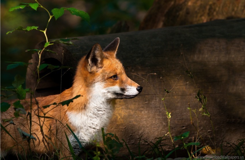 forest fox fox wallpaper PNG images with no background essential