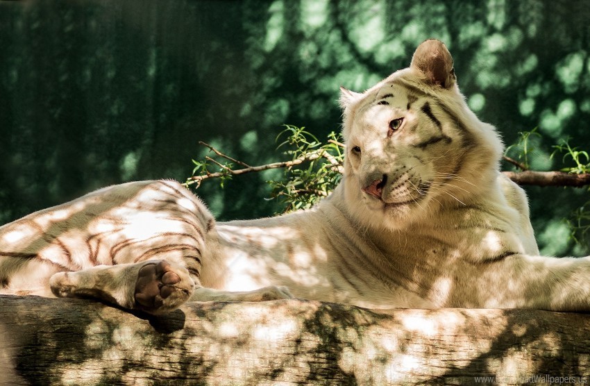log predator white tiger wallpaper PNG download free