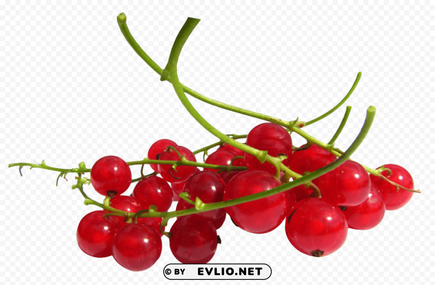 Redcurrant Isolated Item on Transparent PNG