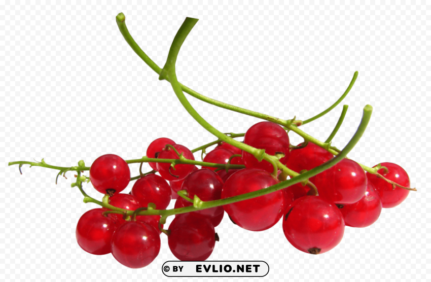 Redcurrant Isolated Item On Transparent PNG